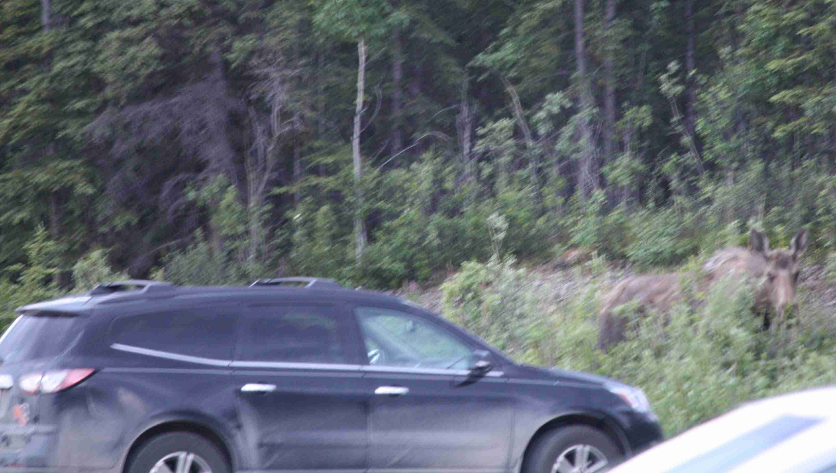 2019-06-14 ALCAN Denali Moose car.jpg